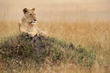 A Subadult Lioness Observing The Surrounding From The Top Of A Mound, Masai Mara, Kenya