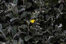 Yellow Flower (Brachyglottis Greyi) Against Gray Leaves In The Washington Park Arboretum In Seattle, Washington.