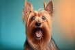 Studio portrait of a silky terrier dog with a surprise, concept of Adorable and Playful, created with Generative AI technology