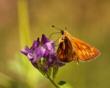 Skipper (butterfly) Feeding On A Purple Wildflower