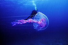 A Colorful Jellyfish With A Female Diver In Background