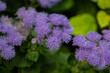 ageratum flowers close-up, macro on a background of green leaves