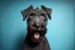 Studio portrait of a kerry blue terrier dog with a surprised face, concept of Posed Photography and Pet Portrait, created with Generative AI technology