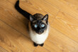 Hungry and bored siamese cat looking questioningly up at it's caretaker with big blue eyes 