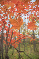 autumn leaves