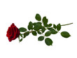 Bright red rose with green leaves isolated on white background. A single rose is located horizontally.
