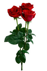 Bouquet of red roses isolated on transparent background