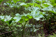 Poisonous plants Hogweed Sosnowski. Young leaves of poison forest. Toxic cow parsnip plants.