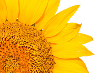 Bright golden sunflower field isolated background