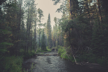 Moody in an old-growth pine forest by the river. 