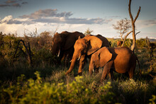 African Elephant Family On A Sunset