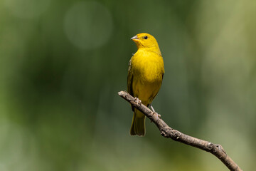  A male of Saffron Finch also known as Canario or Chirigue Azafranado is a yellow bird typical of Brazil. Species Sicalis flaveola. Birdwatcher.  Bird lover. Birding. Yellow bird.