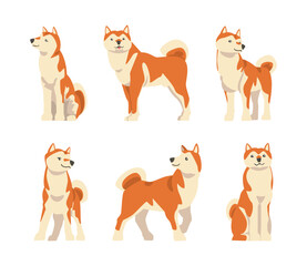 Wall Mural - Shiba Inu as Japanese Breed of Hunting Dog with Prick Ears and Curled Tail in Different Poses Vector Set