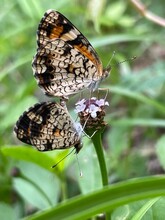 Silvery Checkerspot Butterflies Mating On A Flower
