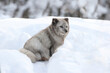 arctic fox in nature during winter
