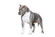 Gray muscular dog American Staffordshire Terrier breed isolated as png