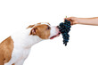 A dog eats forbidden food from the hands of a man. American Staffordshire terrier licks berries of grapes isolated as png
