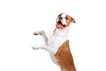 Happy Dog Isolated Isolated As Png