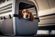 Happy traveler dog in carrier cage transportation for safe transport trip box. Concept animal travel. Generation AI