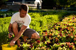 © Cavan Images - Organic farmer harvesting spring greens.