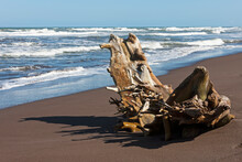 Driftwood On The Beach, Samara, Costa Rica