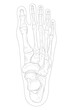 Bones of the right foot, dorsal (posterior) view. Black and white illustration.