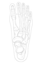 Bones Of The Right Foot, Dorsal (posterior) View. Black And White Illustration.