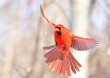 Northern Red Cardinal flying with grey background, Quebec, Canada