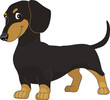 Vector illustration of dachshund. Design with modern illustration concept style for emblem and shirt printing