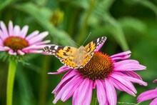 Beautiful Butterfly Painted Lady Or Vanessa Cardui Sitting On Purple Echinacea Flower In The Summer. Close Up. Macro.