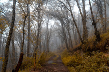 Camino En Medio Del Bosque Con Neblina