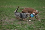 Fototapeta Koty - Two dogs playing tug a war 