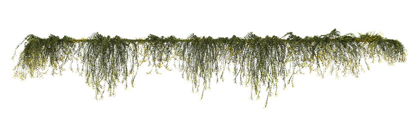 Lysimachia nummularia vine ivy, daylight render, cutout easy to use