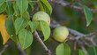 close up of fruit and leaves of a manchineel tree at manuel antonio