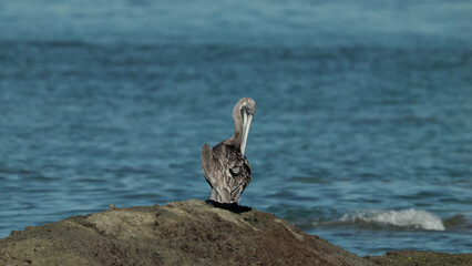 brown pelican rests on a rock and preens at manuel antonio in costa rica