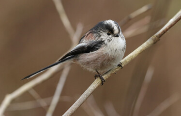 Wall Mural - a beautiful long-tailed tit, aegithalos caudatus, perching on a branch of a tree.