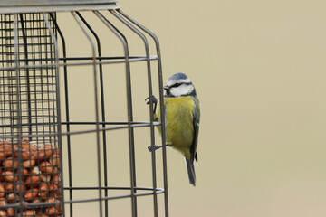 Poster - A Blue Tit, Cyanistes caeruleus, perching on the outside of a squirrel proof peanut bird feeder.