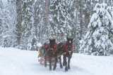 Fototapeta Las - Konie ciągnące sanie zimowa sceneria