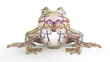 3D rendered illustration of a frog's cardiovascular system