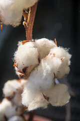 Close-up of the white fluffy cotton flower