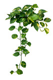 Fototapeta Koty - Heart shaped green variegated leave hanging vine plant bush of devil’s ivy or golden pothos (Epipremnum aureum) popular foliage tropical houseplant