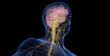 3d medical illustration of a man's nervous system