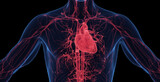 Fototapeta  - 3d medical illustration of a man's cardiovascular system