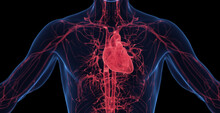 3d Medical Illustration Of A Man's Cardiovascular System