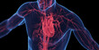 3d medical illustration of a man's cardiovascular system