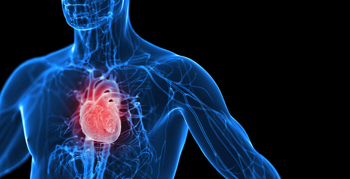 3d rendered medical illustration of a man's cardiovascular system