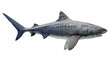 3D rendered illustration of a tiger shark