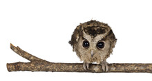 Cute Brown Indian Scops Owl Aka Otus Bakkamoena, Sitting On Branch. Looking Straight To Camera Ready For Hunt. Isolated Cutout On A Transparent Background. Ears Down