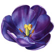 Bloom flower tulip on a white background. Spring flower. Watercolor botanical illustration. Purple flora