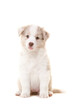 Cute australian shepherd puppy sitting and looking at the camera isolated on a white background